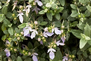 Spanish Wildflowers Impressions: Tree germander (Teucrium fruticans)