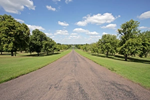 Oak Tree Images Impressions: Tree lined road