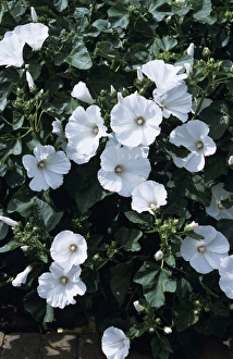 Purple Flowering Plants Outdoors Impressions: Tree mallow flowers