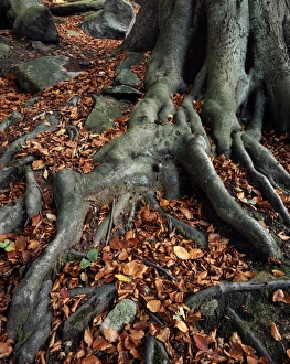 Beech Tree Roots Impressions: Tree roots of a beech tree