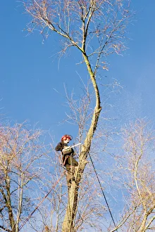 Green Space Management Impressions: Tree surgery