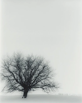 Tree In Snow Impressions: Tree in winter