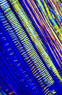 Polarised Light Microscopy Impressions: Tree xylem vessels, light micrograph
