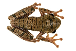 Rainforest Animal Photography Impressions: Treefrog