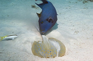 Sandy Bottom Habitat Impressions: Triggerfish and ray