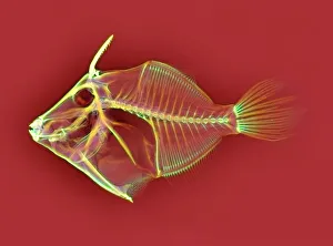 Images datées de 2004: Os de trigger fish, radiographie