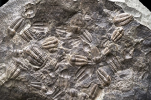 Impressions de Le nodule contenant une concentration d'Ellipsocephalus hoffi (Schlotheim 1823) Cambreien moyen ,Formation de Jinče , Zone Hydrocéphale lyelli , Mont Konicek, Jince, République tchèque Images datées de 2013 février: Assemblage de Trilobites