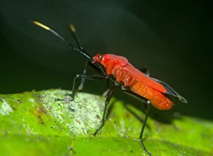 True Bug Impressions: True bug C016 / 4530