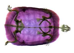Rayon X Impressions: Turtle