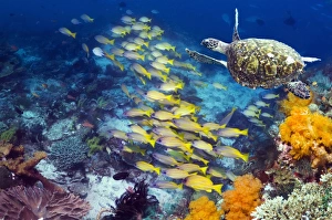 Tropical Marine Animals Impressions: Turtle and fish on a reef