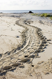 Sabah Wildlife Photography Impressions: Turtle tracks