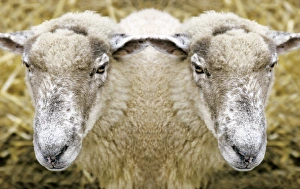 Impressions de Deux têtes de mouton. Image conceptuelle d'un mouton (Ovis aires) avec deux têtes Images datées de 2004 juillet: Bouc à deux têtes