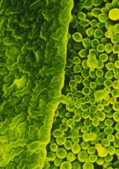 Photosynthesis Process Impressions: Upper surface of a pea leaf