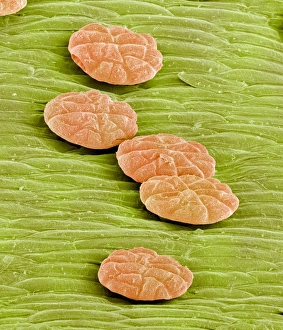 Impressions de Les glandes digestives de la vénus à fourche se forment en image électronique d'émission de couleur (SEM) des glandes digestives provenant du plant Dionaea muscipula Images datées de 2003 août: Les glandes digestives du Venus à feu de vol sont sous forme de SEM (Scanning Electron Microscope)