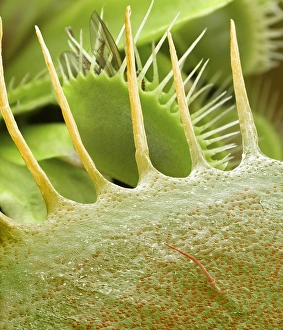 Impressions de Les feuilles de Dionaea muscipula. Micrographie électronique en couleur (SEM) d'une feuille spiny trap du plante à fleur de Venus (Dionaea muscipula) Images datées de 2003 août: Feuilles de Dionée capturantes, SEM