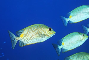 Impressions de Le poisson à épine vermucule (Siganus vermiculatus), également connu sous le nom de lapin-fougère du labyrinthe possède des épines toxiques dans ses nageoires Images datées de 2004 septembre: Poisson à queue de grenouille vermiculé