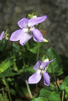 Purple Wildflowers Impressions: Viola suavis