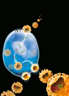 Impressions de Le cycle de replication du virus, artwork. Le cycle commence au centre supérieur, où les particules virales (orange) entrent dans une cellule (bleu) Images datées de 2008 juin: Cycle de réplication du virus, œuvre d'art