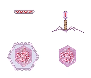 Computer Virus Artwork Impressions: Virus structures, artwork