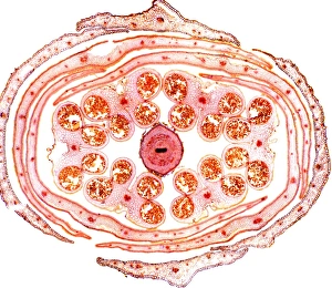 Light Microscopy Images Impressions: Wallflower bud, light micrograph