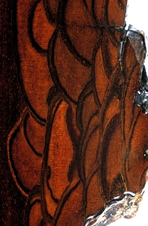 Walnut Tree Bark Impressions: Walnut bark