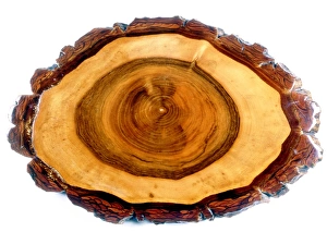 Impressions de Le tronc d'arbre de noix (Juglans regia). Section transversale du tronc d'un arbre à noix montrant ses différents anneaux Images datées de 2007 août: Tronc de noyer