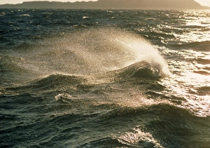 Blue Ocean Impressions: Waves