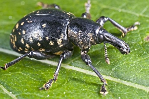 Insect Photography Poland Impressions: Weevil on a leaf