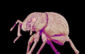Scanning Electron Micrograph Insects Impressions: Weevil, SEM
