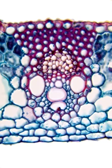 Images datées du 21 décembre 2011: Feuille de blé, micrographie à la lumière