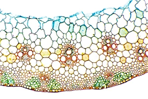 Impressions de L'épi de blé. Micrographie en lumière claire d'une section traversant l'épi d'un graminée (Triticum aestivium) Images datées de 2009 septembre: Épi de blé, micrographe en lumière claire
