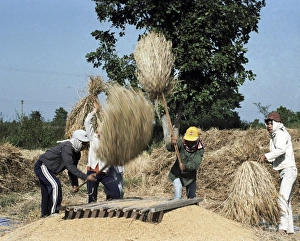 Impressions de Threshage du blé : les femmes utilisent des bâtons et des poteaux de bambou pour éliminer le grain du tas de blé récolté. Le blé (Triticum sp.) est l'un des céréales majeures cultivées dans le monde Images datées de 2007 août: Trituration de blé