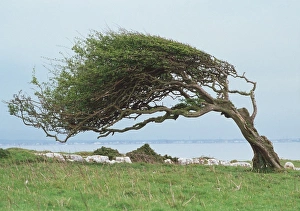 Images datées de 2001: Arbre soufflé par le vent