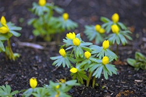 Winter Flowering Plants Impressions: Winter aconite