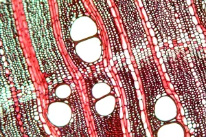 Tree Growth Patterns Impressions: Wood, light micrograph