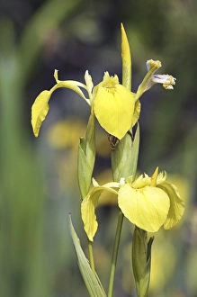 Iris Pseudacorus Impressions: Yellow iris (Iris pseudacorus)