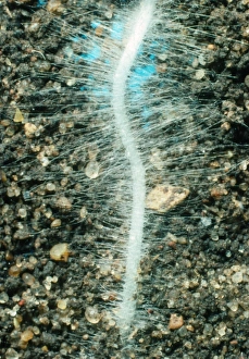 Raphanus Sativus Impressions: Young root of the radish, Raphanus