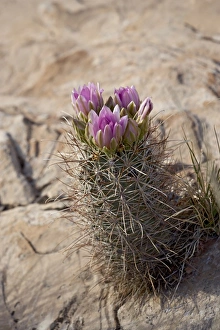North America Botany Impressions: 27071_work
