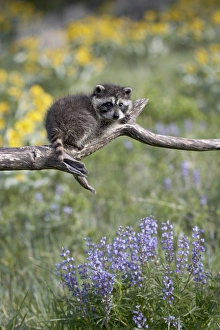 Montana Wildlife Images Impressions: 27196_work