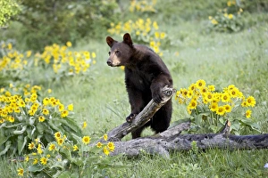 Black Bear In Captivity Impressions: 27237_work