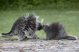 Minnesota Wildlife Images Impressions: 27488_work