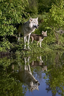 Canis Lupus Photos Impressions: 27550_work