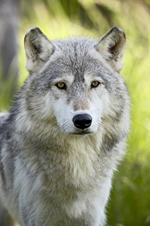Minnesota Wildlife Images Impressions: 27664_work