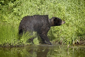 Ursus Americanus Images Impressions: 27680_work