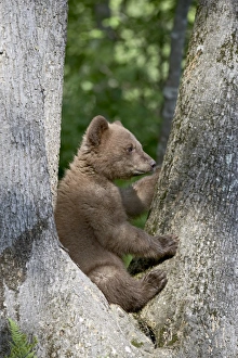 Black Bear Cub Impressions: 27697_work