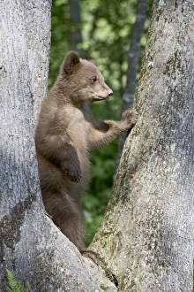 Black Bear Cub Impressions: 27698_work