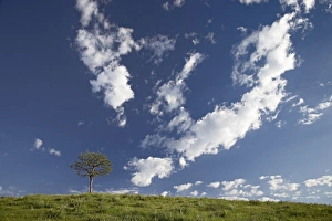 Custer State Park Impressions: 27748_work