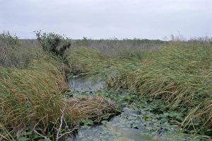 United States Nature Reserves Impressions: Anhinga trail