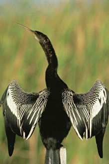 Colorful Natural World Images Impressions: Anhingas drying wings