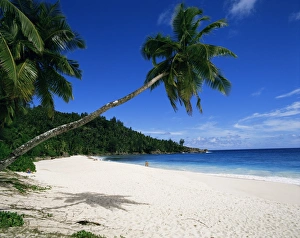 Tropical Palm Tree Photography Impressions: Anse Interdance